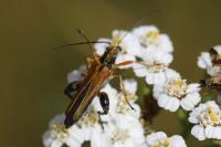 Oedemera podagrariae
