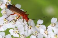 Rhagonycha fulva