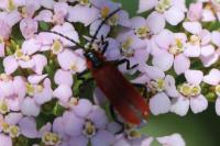 Lygistopterus sanguineus