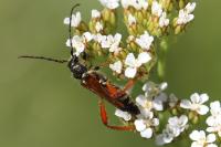 Stenopterus rufus