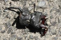 Lucanus cervus cervus