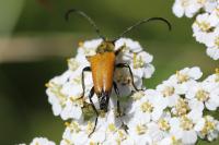 Stictoleptura fulva