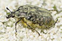 Oxythyrea funesta