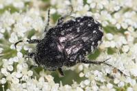 Oxythyrea funesta
