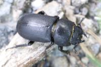 Dorcus parallelipipedus