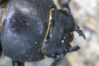 Dorcus parallelipipedus
