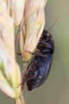 Harpalus