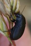 Harpalus
