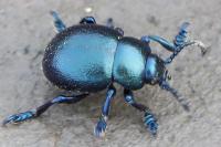Timarcha goettingensis