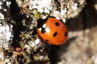 Coccinella septempunctata