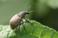 Liophloeus tessulatus