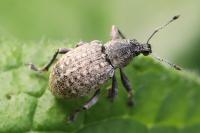 Liophloeus tessulatus