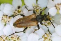 Pseudovadonia livida