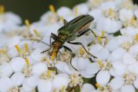 Oedemera nobilis