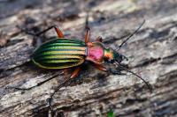 Carabus auronitens