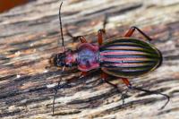 Carabus auronitens