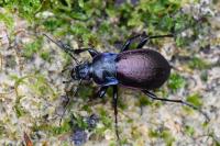 Carabus nemoralis