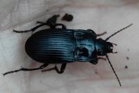 Abax ovalis