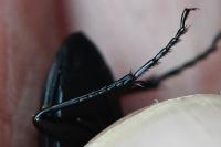 Abax parallelepipedus