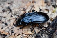 Abax parallelepipedus