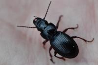 Molops piceus