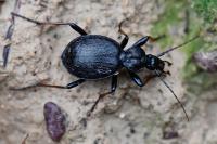 Cychrus attenuatus