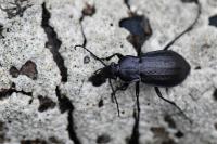 Carabus arvensis