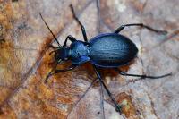 Carabus problematicus