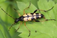 Rutpela maculata