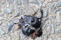 Lucanus cervus