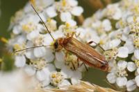 Oedemera podagrariae