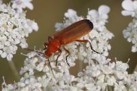 Rhagonycha fulva