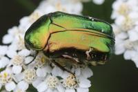 Cetonia aurata