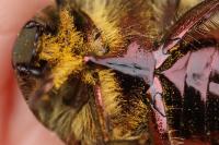 Cetonia aurata