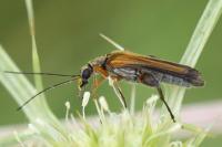 Oedemera podagrariae