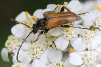 Pseudovadonia livida