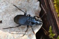 Abax parallelepipedus