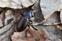 Carabus nemoralis