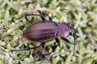 Carabus arvensis