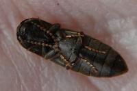Agriotes lineatus