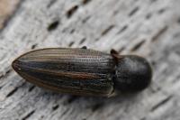 Agriotes lineatus