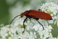 Pyrochroa serraticornis