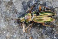Carabus auratus