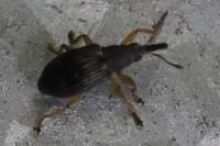 Kalcapion semivittatum