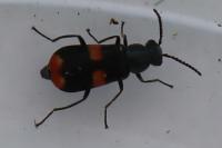 Anthocomus fasciatus