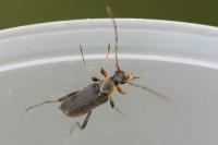 Grammoptera ruficornis
