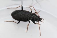 Nebria salina