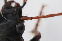 Nebria salina
