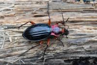 Carabus auronitens