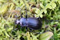 Carabus arvensis